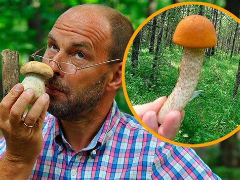 Какие грибы полезны для мужской потенции